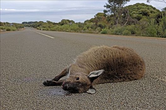死,公路,南澳大利亚,澳大利亚