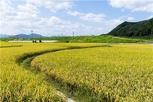 人行道,绿色,稻田