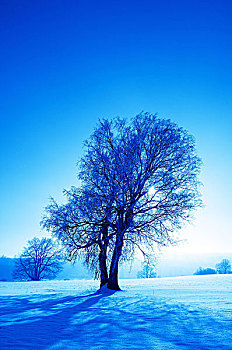 冬景,普通赤杨,逆光,景观树,阔叶树,桤木,积雪,雪,安静,寒冷,季节,冬天,无人