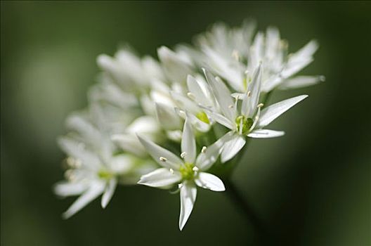 熊葱,葱属植物,花序