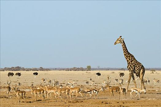 长颈鹿,黑斑羚,跳羚,鸵鸟,鸵鸟属,靠近,水潭,博茨瓦纳,非洲