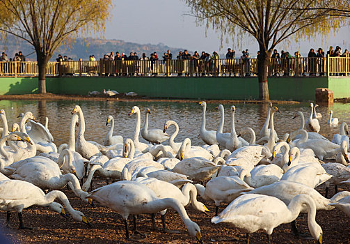 山西运城市,黄河湿地大天鹅进入观赏旺季