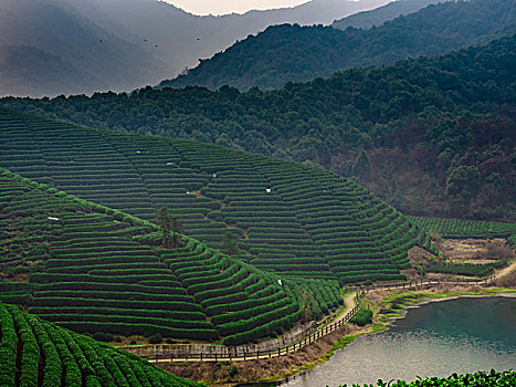 杭州龙坞茶山