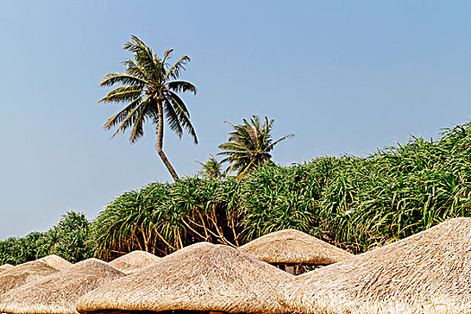 海岛椰树