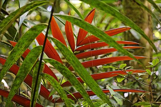 棕榈叶,雨林,国家公园,哥斯达黎加
