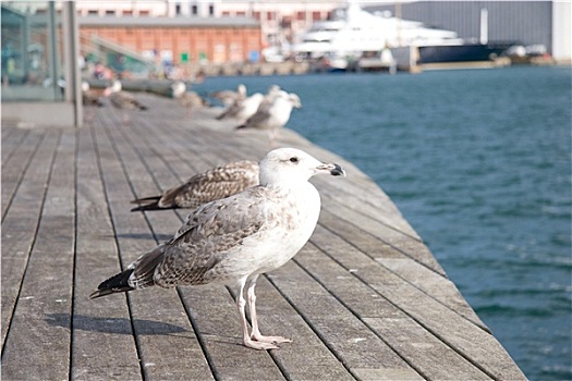 海鸥,巴塞罗那,港口