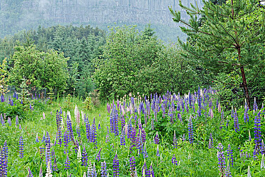 紫色,羽扇豆属植物,桑德贝,安大略省,加拿大