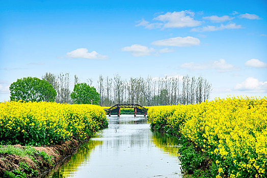 江苏省泰州市兴化市千垛景区垛田上的油菜花