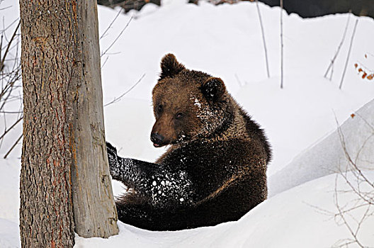 欧亚混血,棕熊,熊,雪中