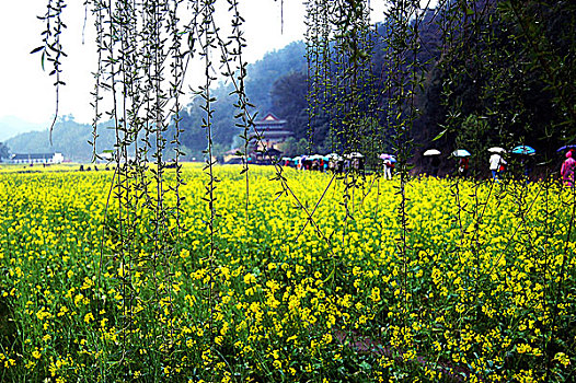 婺源美景