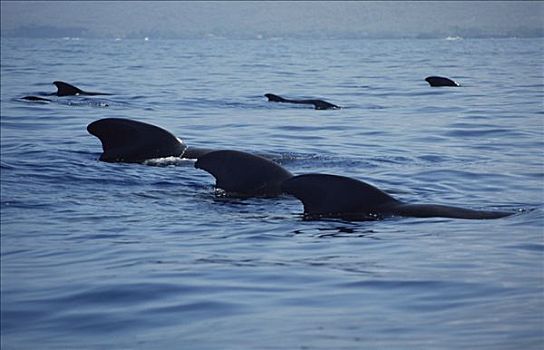 大吻巨头鲸,短肢领航鲸,群,平面,夏威夷