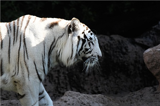 黑白,条纹,虎