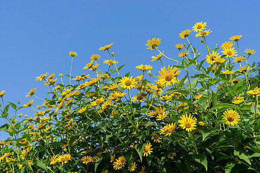 日光菊