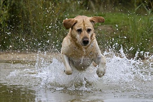 拉布拉多犬,跳跃,水