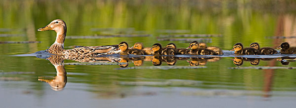 野鸭,绿头鸭,母亲,小鸭子,弗里斯兰省,荷兰