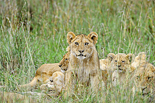 坦桑尼亚,塞伦盖蒂国家公园,草丛