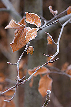 山毛榉,叶子,遮盖,白霜,枝头,树林