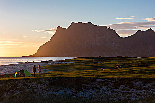 露营,帐篷,绵羊,绿色,草地,灯光,向上,子夜太阳,反射,海洋,罗浮敦群岛,挪威,欧洲
