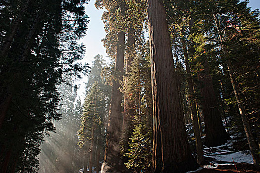阳光,发光,树林,红杉国家公园,加利福尼亚,美国