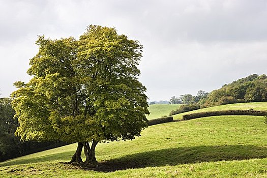 树,地点,德文郡,英格兰