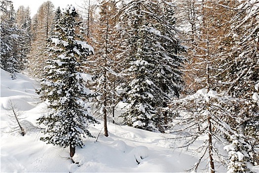 积雪,针叶林,白云岩,意大利