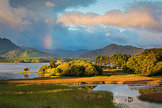 黎明,风景,上方,湖,倚靠,基拉尼国家公园,凯瑞郡,爱尔兰
