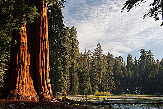 巨杉,树,美洲杉,国王峡谷,国家公园,加利福尼亚,美国