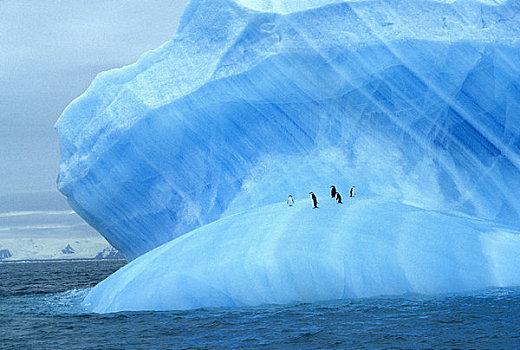 南极,靠近,大象,岛屿,帽带企鹅,蓝色背景,冰山