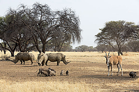 非洲,纳米比亚,温得和克,牧场,群,犀牛,大羚羊,疣猪,画廊