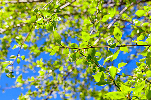 菩提树,叶子,春天