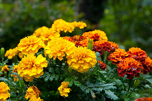 颜色丰富且盛开的万寿菊,是菊花的一种