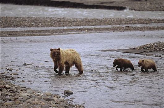 大灰熊,棕熊,德纳利国家公园和自然保护区,保存,阿拉斯加