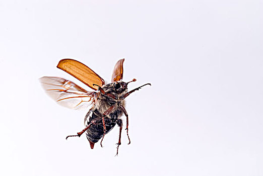普通,甲虫,飞起,荷兰