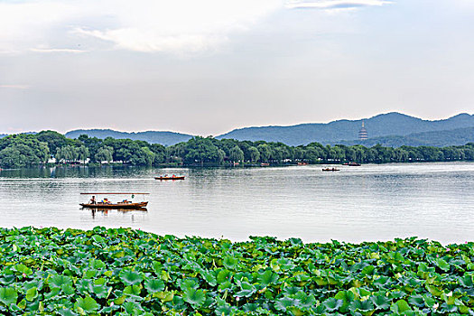 杭州西湖风光夏天