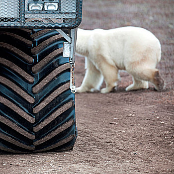 北极熊,靠近,轮胎,丘吉尔市,曼尼托巴,加拿大