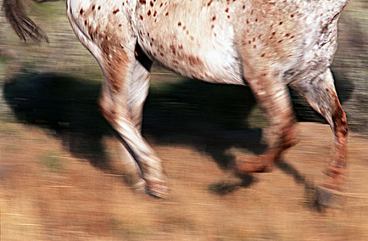 草地,马,驰骋,特写,动物,哺乳动物,赛马,区域,移动,概念,力量,能量,速度,马力