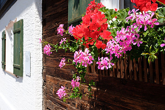 天竺葵,花,红色,粉色,窗,房子