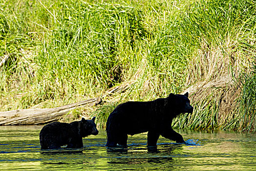 美国,阿拉斯加,卡特麦国家公园,剪影,大灰熊,母熊,幼兽,棕熊,三文鱼,卵,河流,靠近,湾,夏天,晚间