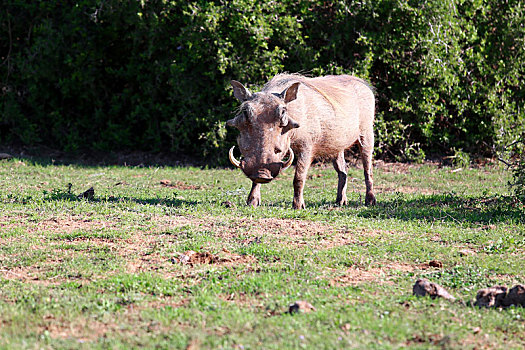 疣猪,南非