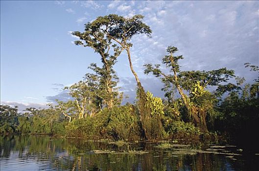 泻湖,亚马逊雨林,厄瓜多尔