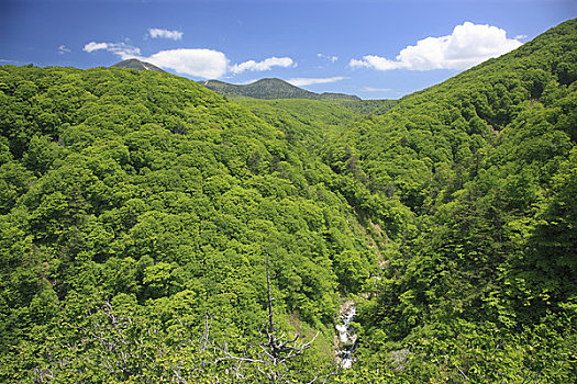 茂密,溪谷,山