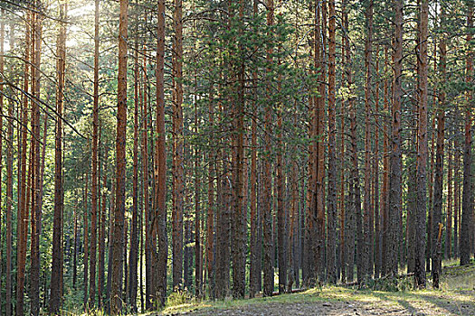 平和,松树,树林,风景,俄罗斯,自然