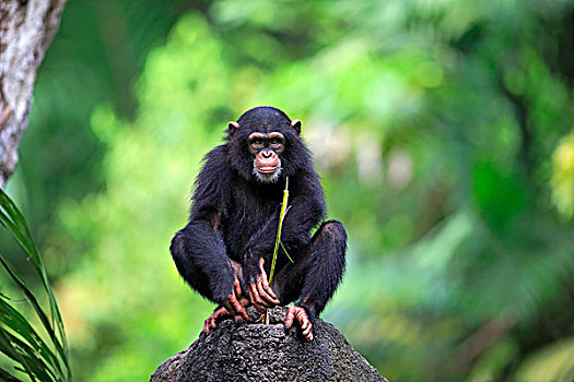 黑猩猩,幼兽,栖息,石头,进食,非洲,新加坡,亚洲