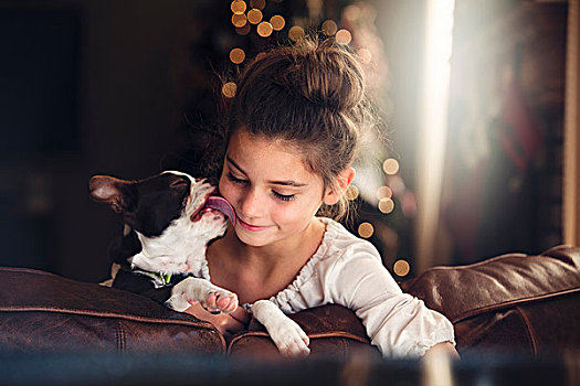 波士顿犬,舔,女孩,脸,沙发,正面,圣诞树