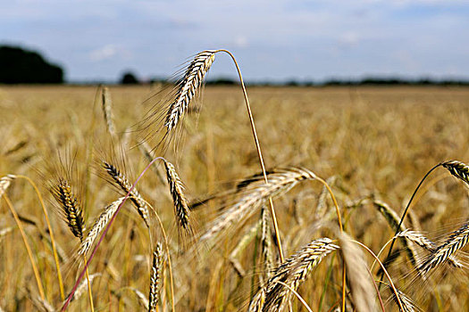 小麦,成熟,穗,就绪,丰收