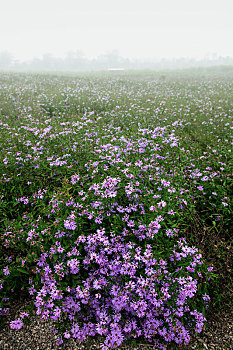 紫苑花田