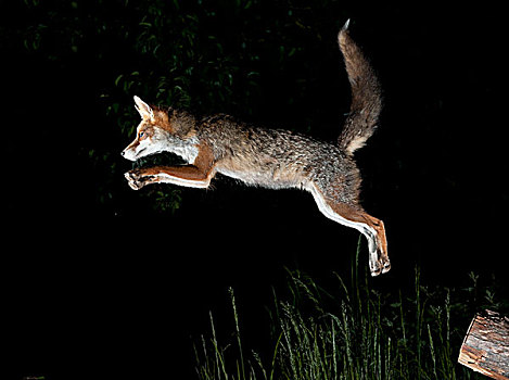 红色,狐狸,跳跃