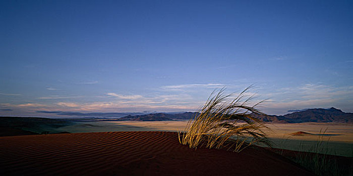 草,沙滩,沙丘,公园,纳米比亚,非洲