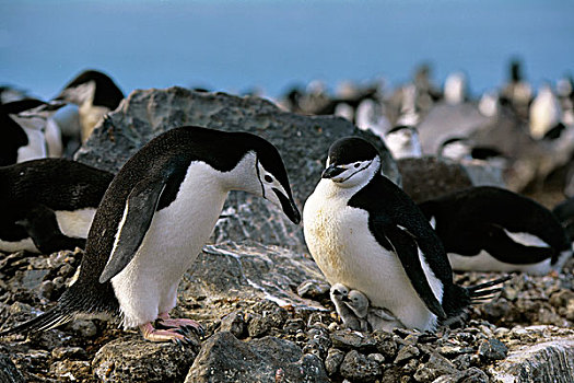 南极,企鹅,岛屿,帽带企鹅,一对,巢,幼禽