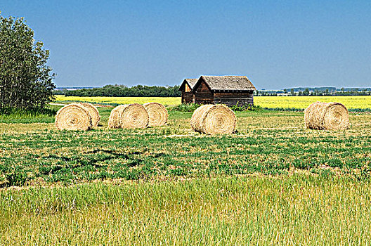 干草包,油菜地,平和,乡野,艾伯塔省,加拿大
